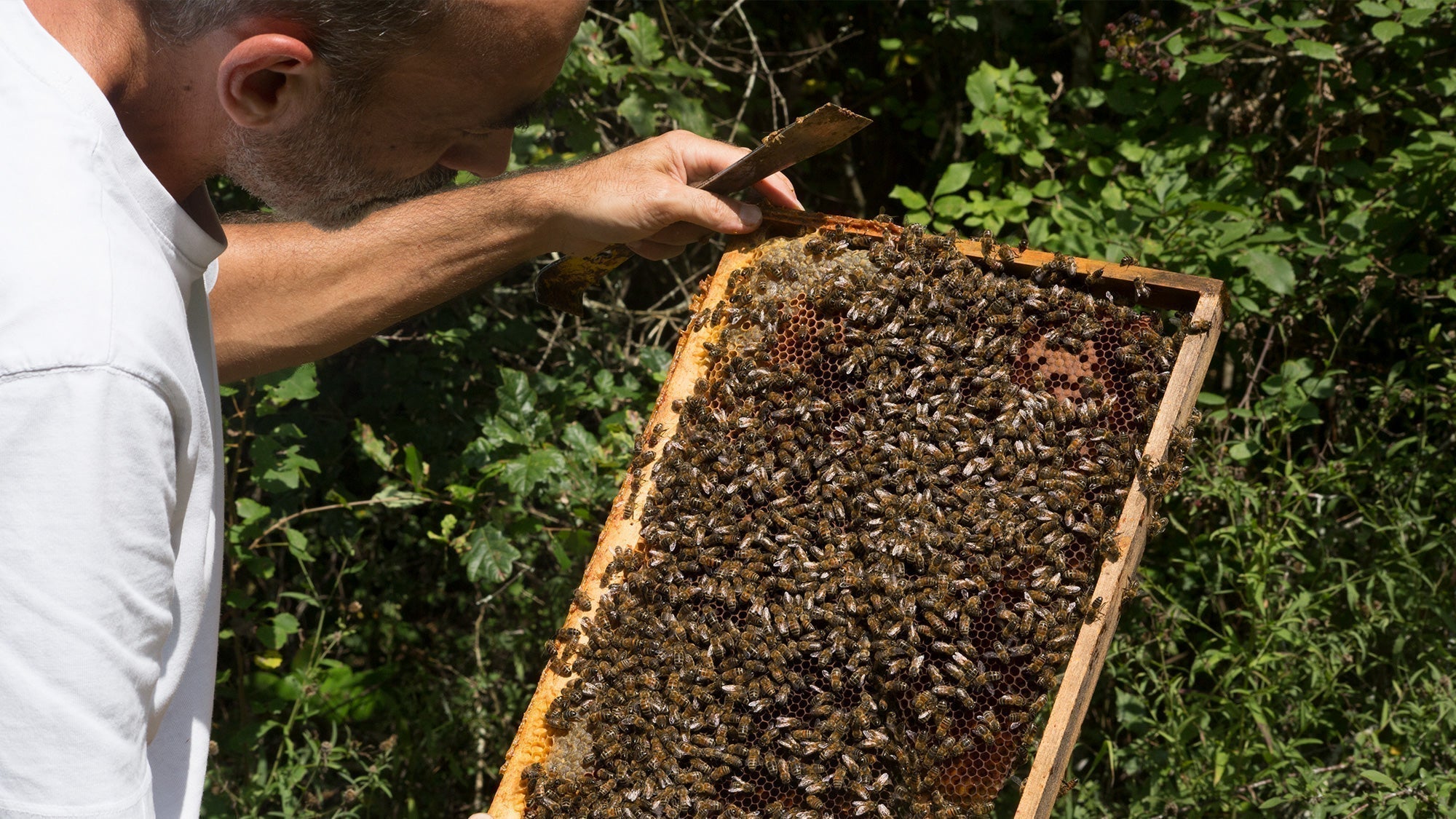 Au rucher, au fil des saisons